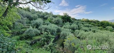 Terreno 7.000 mq e rustico a pidimonte etneo