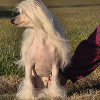 Chinese crested dog