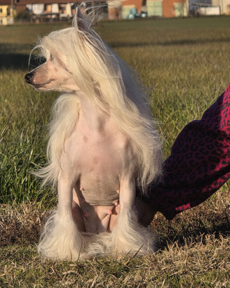 Chinese crested dog