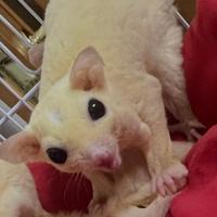 2 Petauri dello zucchero