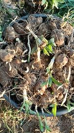 Tuberi di Topinambur 