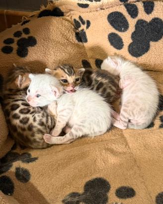 Gatto bengala cuccioli