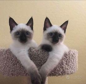 Siamese femmina