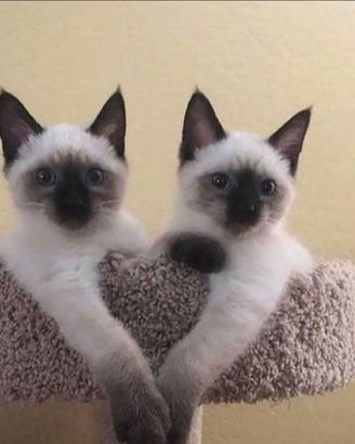 Siamese femmina