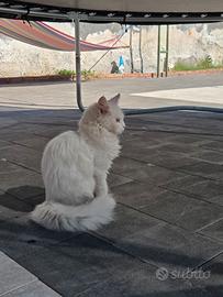 Gatto Maine coon