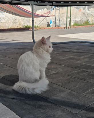 Gatto Maine coon