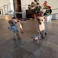 Cuccioli di labrador