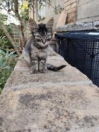 gattino maschio di 1 mese 
