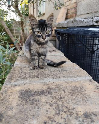 gattino maschio di 1 mese 