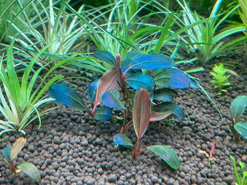 Piante acquatiche rare  Bucephalandra