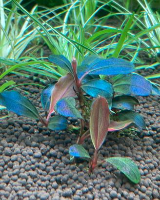 Piante acquatiche rare  Bucephalandra