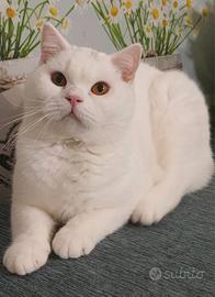 British Shorthair Memo 