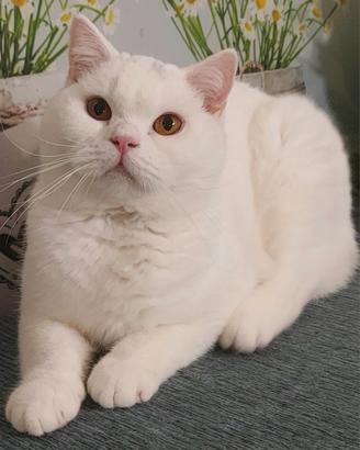 British Shorthair Memo 