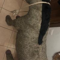 Animale decorativo a grandezza naturale – Standris