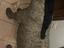 Immagine 1