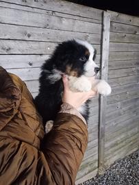 Cucciolo Australian shepherd pedigree enci