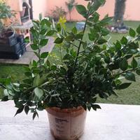 Piantine pungitopo con radice