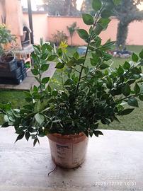 Piantine pungitopo con radice