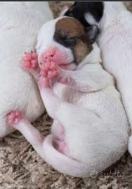 Jack Russell ruvidi