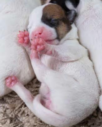 Jack Russell ruvidi