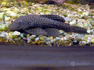 Pesci da fondo per acquario varietà Ancistrus