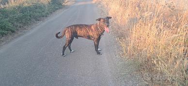 Prenotazione Pit Corso