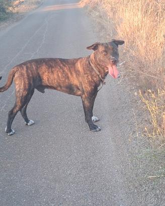 Prenotazione Pit Corso