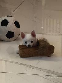Cuccioli incrocio Spiz / chiwawa