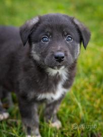 Cuccioli Golden retriever/Pastore australiano