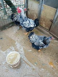 Animali colombi