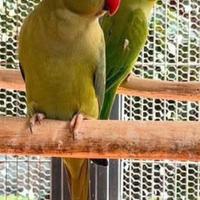 Parrocchetto del Collare