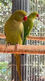 Parrocchetto del Collare