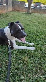 Disponibile Amstaff maschio per riproduzione