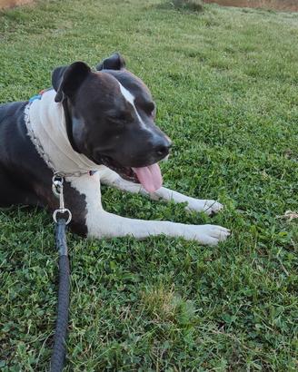 Disponibile Amstaff maschio per riproduzione