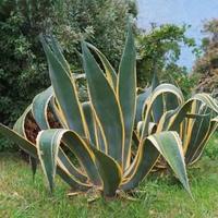 3 Figlie di Agave Americana con radici da piantare