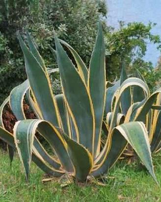 3 Figlie di Agave Americana con radici da piantare