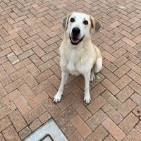 Leo maschio taglia grande