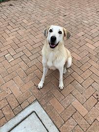 Leo maschio taglia grande