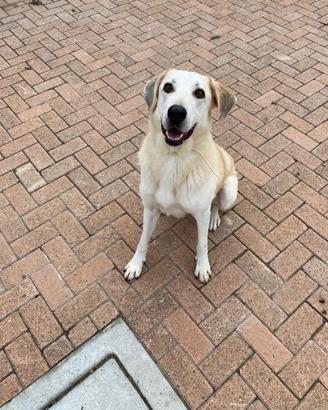 Leo maschio taglia grande