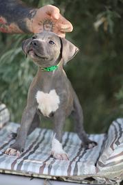 Cuccioli di Pit Bull con pedigree anche a rate