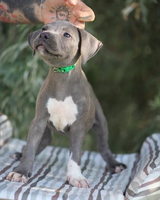 Cuccioli di Pit Bull con pedigree anche a rate