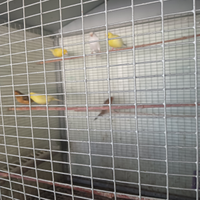 Canarini di vari Colori