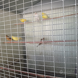 Canarini di vari Colori