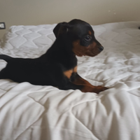 Pinscher nano