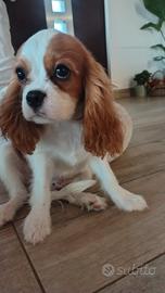 Cavalier king