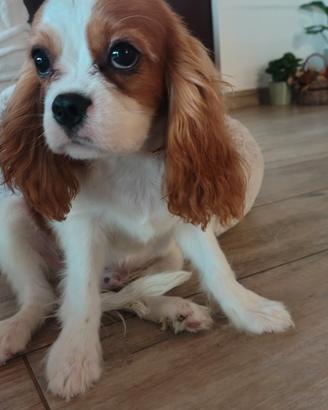 Cavalier king
