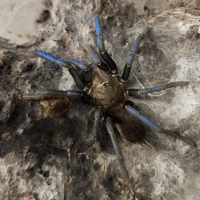 Vendita migali/ tarantole