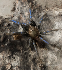 Vendita migali/ tarantole