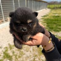 Spitz pomerania mini toy