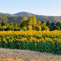 GIRASOLE-semi per alimentazione animali